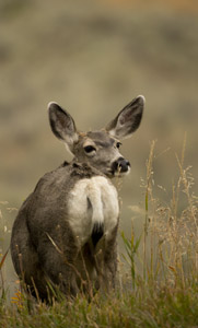 deer